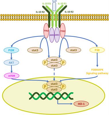 Antioxidant mechanisms of mesenchymal stem cells and their therapeutic potential in vitiligo